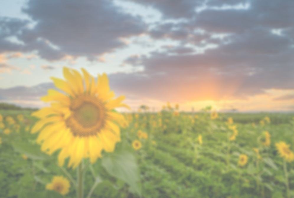 closeup-shot-sunflower-head-with-field-many-surfac (1)