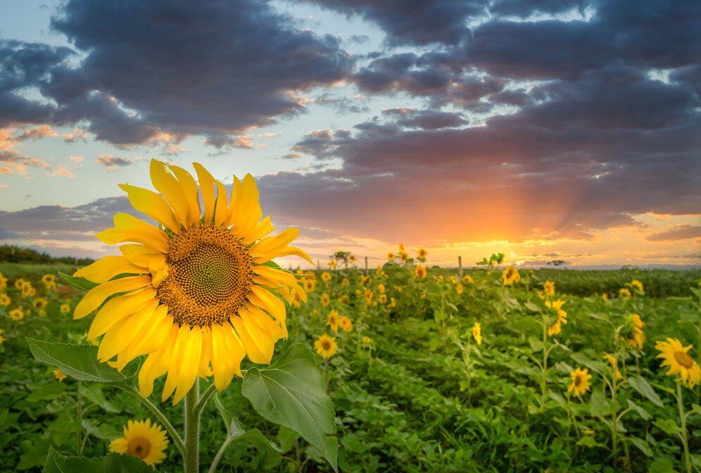 closeup-shot-sunflower-head-with-field-many-surfac